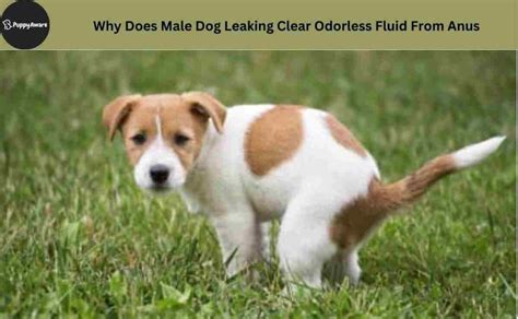 dog leaking fluid from bum|Dog Leaking Clear Fluid from Anus: 8 Causes。